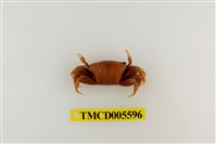 藏品(鉗指管招潮蟹)的圖片